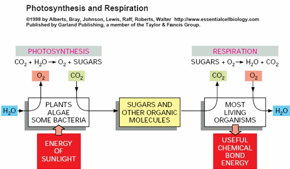 2363_Photosynthesis and respiration.jpg